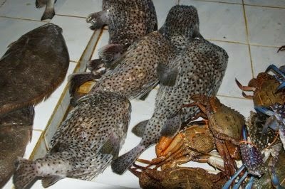 Gambar Ikan Buntal Animasi Korea Meme Lucu Emo Bergerak Gambar Ikan Buntal Animasi Korea Meme Lucu Emo Bergerak