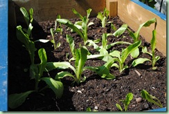 sallad romana