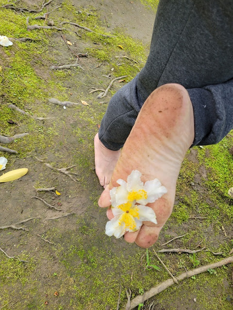 这是大头茶的花，你的脚有跟任何的花朵合照过吗？一定没有，你的脚好可怜。