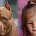 Tragédia em Hortolândia: Ataque de Pitbull Tira a Vida de Criança de Dois Anos