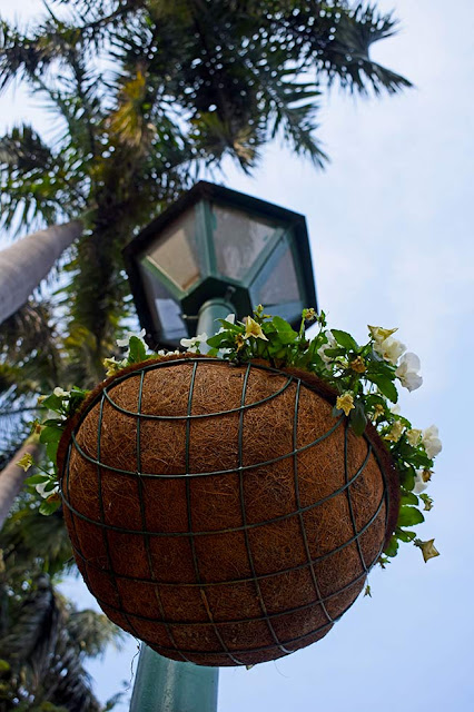 Flower basket; Lodhi Garden