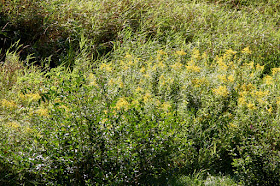 goldenrod blooming around the backyard wet spot