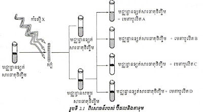 ពិសោធន៍របស់ប៊ីដលនិងតាទុម, ពិសោធន៍របស់ប៊ីដល និងតាទុម, ពិសោធន៍, ប៊ីដល, តាទុម,