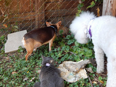 Carma,Scooby and Molly looking at yellow cat