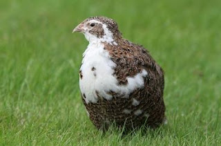 Khasiat Daging Burung Puyuh Untuk Kesehatan