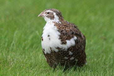 Inilah Khasiat Daging Burung Puyuh Untuk Kesehatan