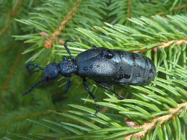 Violetter Ölkäfer, Meloe violaceus