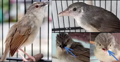 Cara termudah membedakan burung ciblek gunung jantan dan betina bisa di lihat dari ciri-ciri fisik serta karakternya dengan cara seperti ini