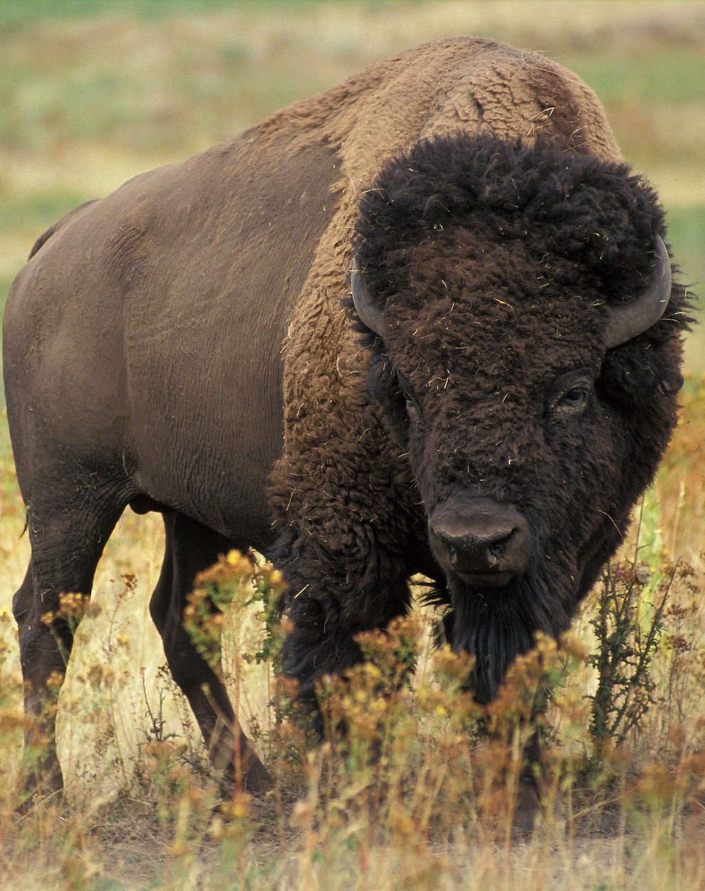 The mighty and fearsome bison.