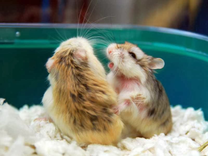 Cara Merawat Hamster  Hewan  Lucu  Yang Menggemaskan Hewan  