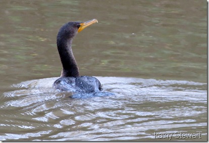 Double Crested Cormorant