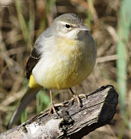 Lavandera cascadeña (Motacilla cinerea)