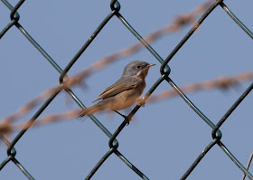 Western Subalpine Warbler - Sidi Wassay, Morocco