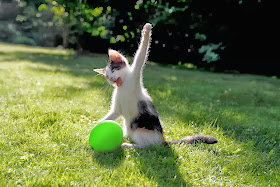 Funny cats - part 87 (40 pics + 10 gifs), kitten tries to burst a balloon