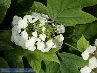 Hydrangea macrophylla - Hortensia à grandes feuilles - Hydrangée