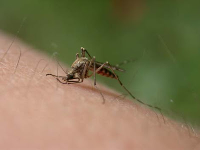 Things That Attract Mosquitoes and why Do Mosquitoes like type O blood  