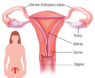 Fallopian-Tube-Cancer