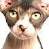 Category:Hairless Cat Breeds - Hairless Cat Breeds