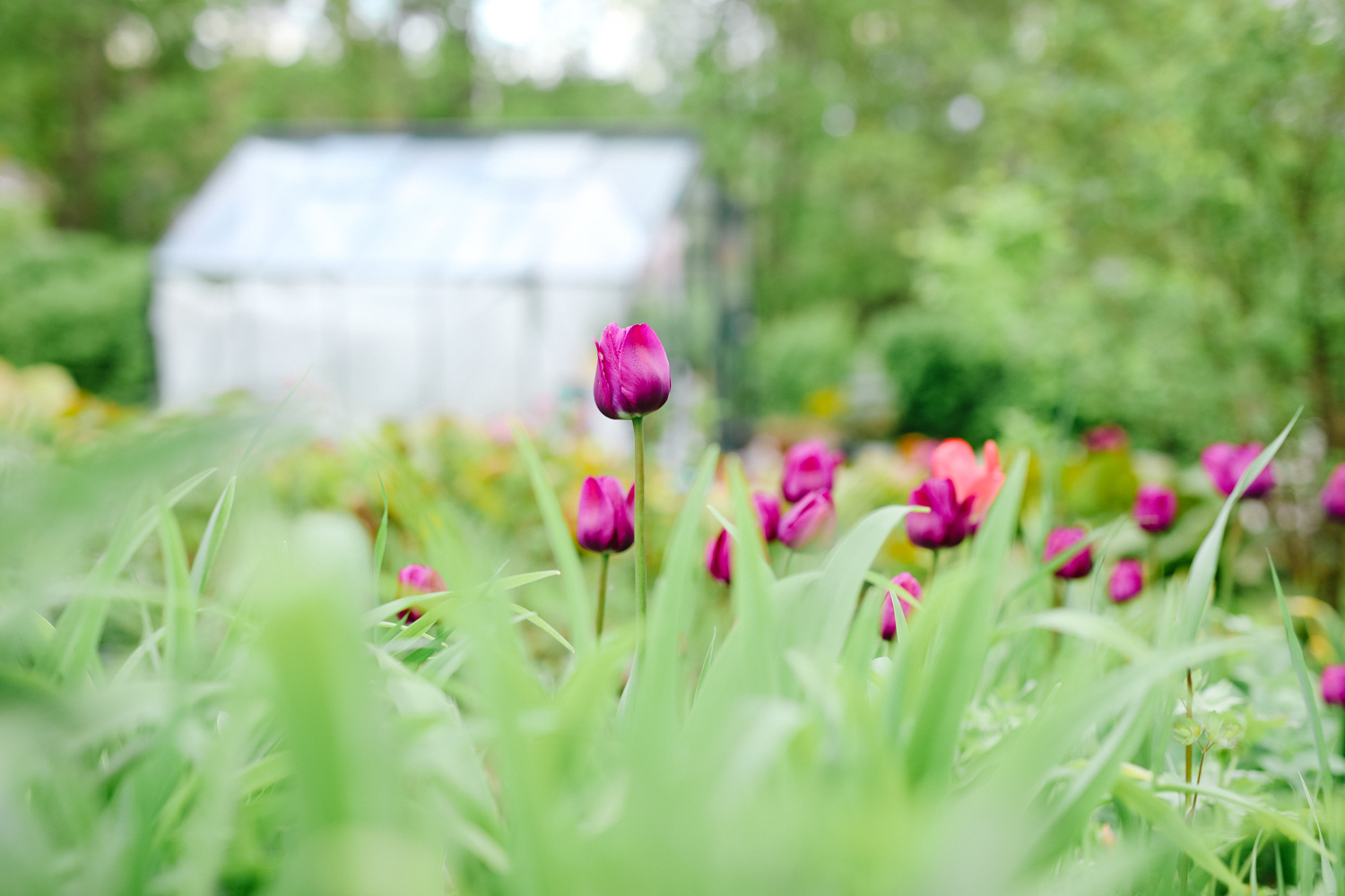 tulppaanit-perennapenkissä-100outdoor