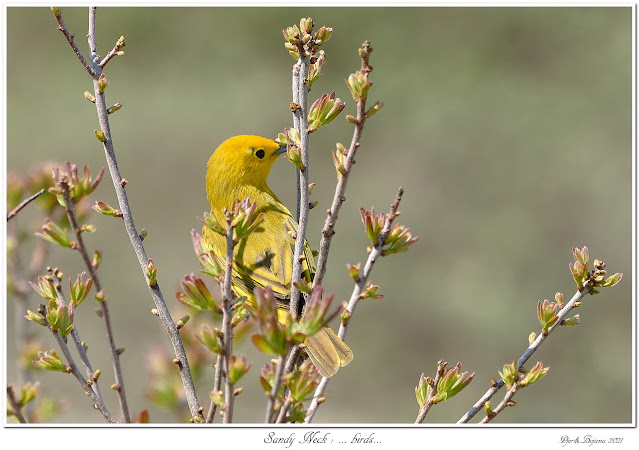 Sandy Neck: ... birds...