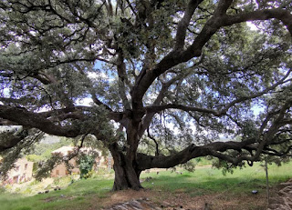 La Carrasca de Culla. Árbol monumental de la Comunidad Valenciana.