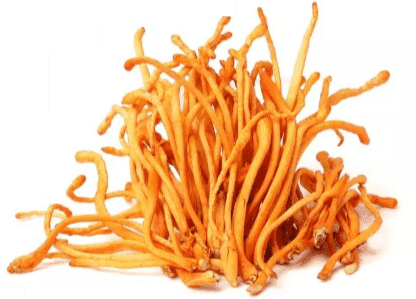 Cordyceps Mushroom Pure Culture Supplier Company in Uzbekistan | Cordyceps Mushroom Company in Uzbekistan