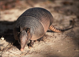 armadillo