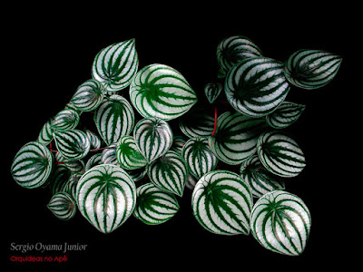 Peperomia argyreia