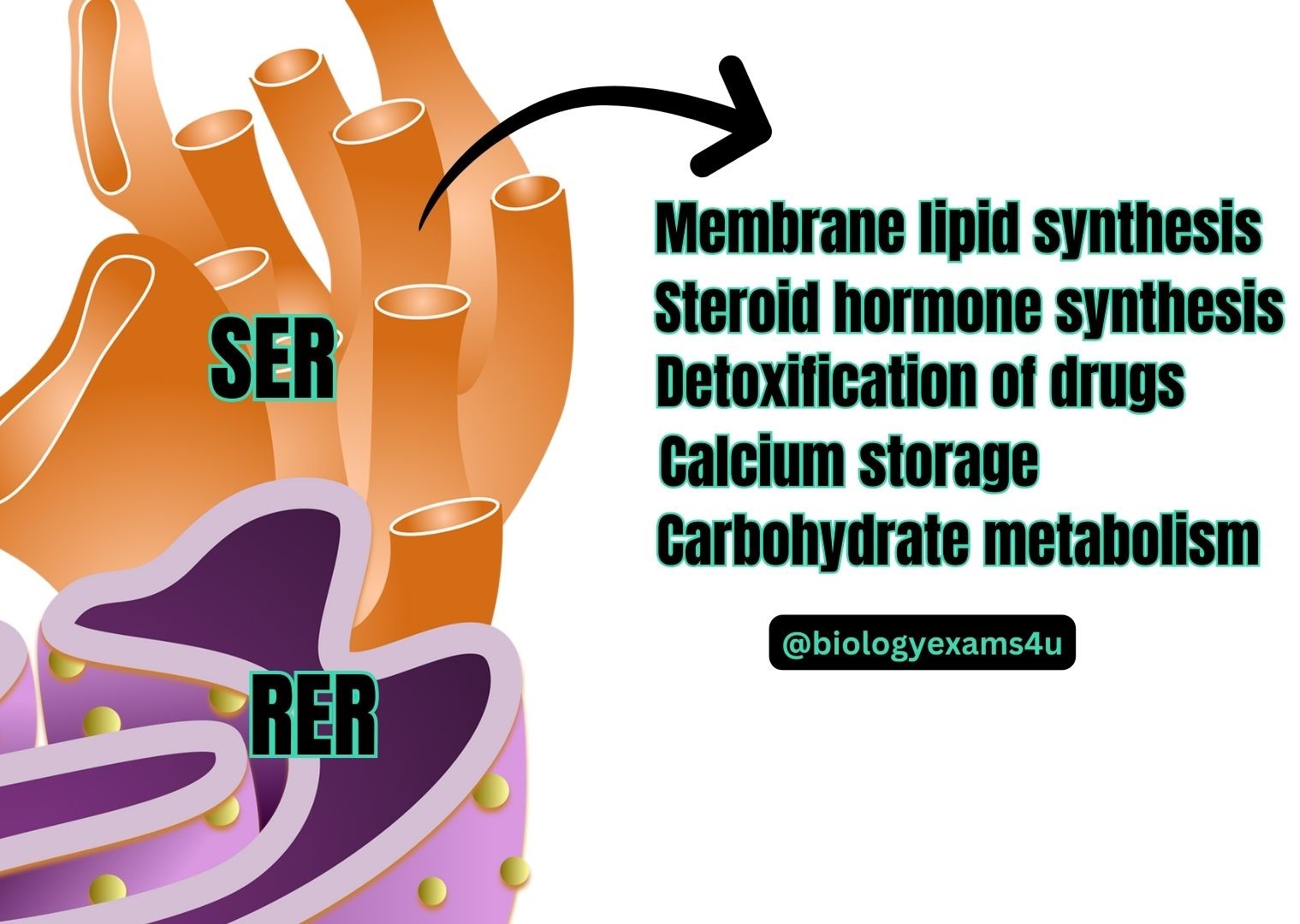 5 Functions of SER (Smooth Endoplasmic Reticulum)