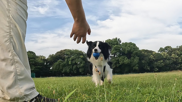 保護犬 ボーダーコリー トーマ