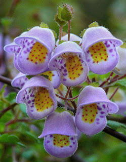 imagen de flores raras y hermosas del mundo