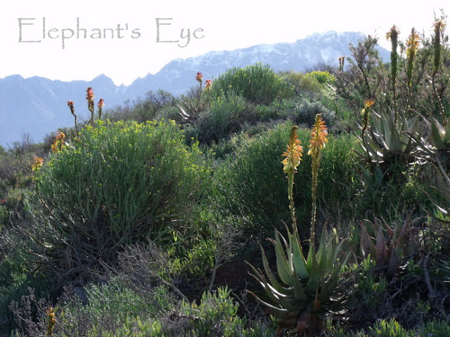 Karoo Desert National Botanical Garden with blooming aloes and snow in July 2010