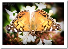 faith butterfly 2
