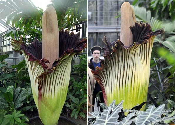 amorphophallus titanum araceae. amorphophallus titanum araceae