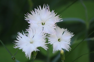 Flor en el Centro de Educación Ambiental en Rascafría