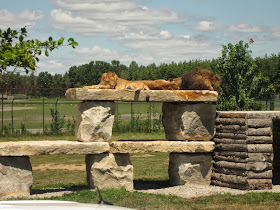 African Lion Safari Lions