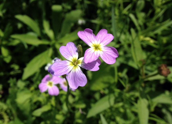 pink wildflowers wild flower