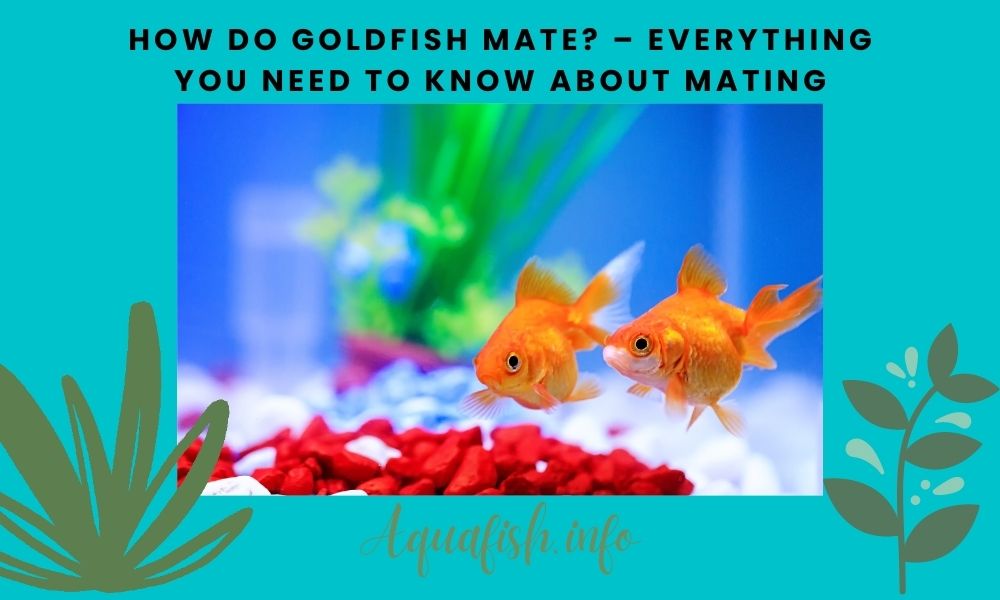 How do Goldfish Mate? – Everything You Need to Know About Mating