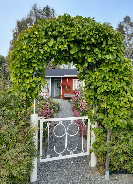 lingonberryhouse, siirtolapuutarha, an allotment garden, syksy, autumn, kukka, flower, gate, portti