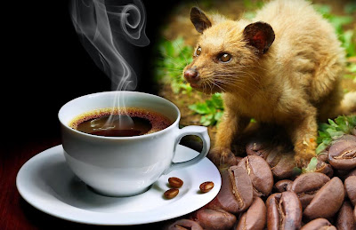 Berhentilah Mengkomsumsi KOPI LUWAK Dan Ini Alasan Mengapa Dilarangnya Komsumsi KOPI LUWAK