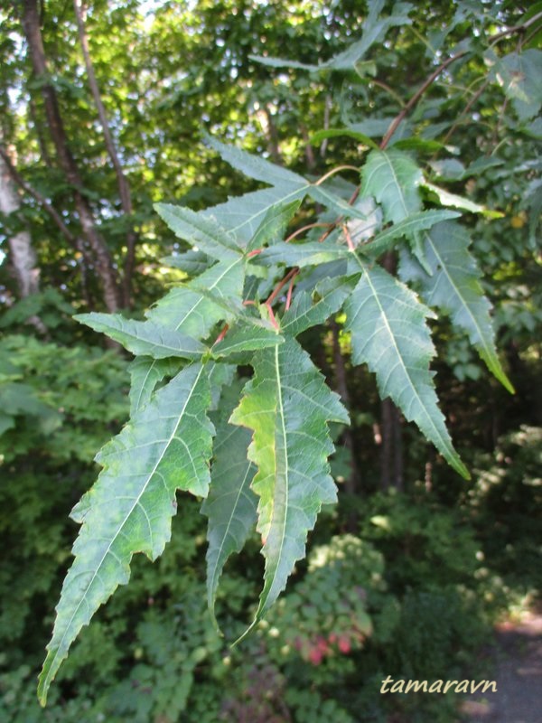 Клён гиннала / Клён приречный (Acer ginnala)