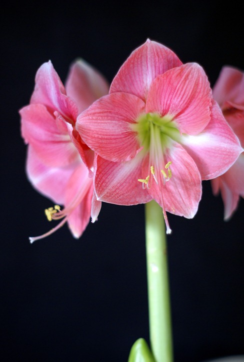 amaryllis2