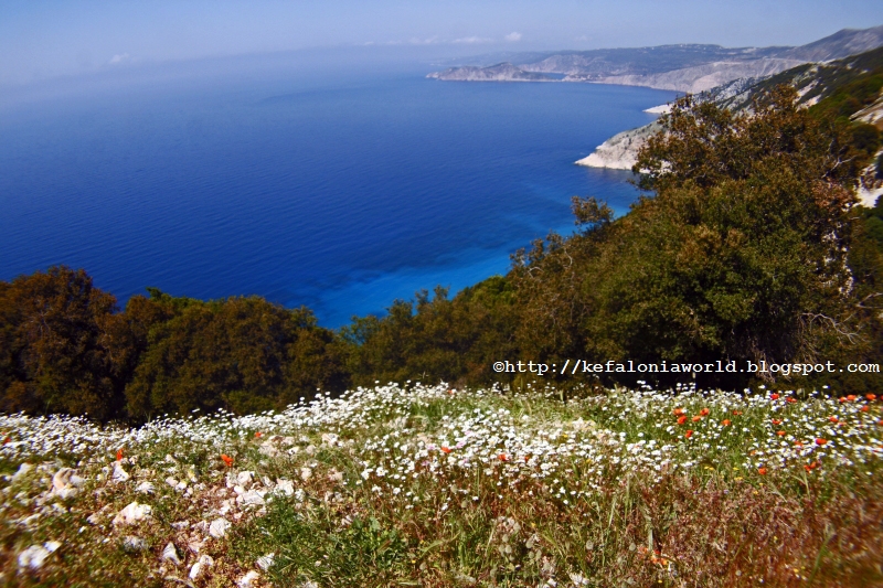 Spring flowers over Myrtos, Kefalonia