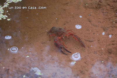 Cangrejo americano en el agua