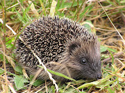 A hedgehog is any of the spiny mammals of the subfamily Erinaceinae and the . (young hedgehog)