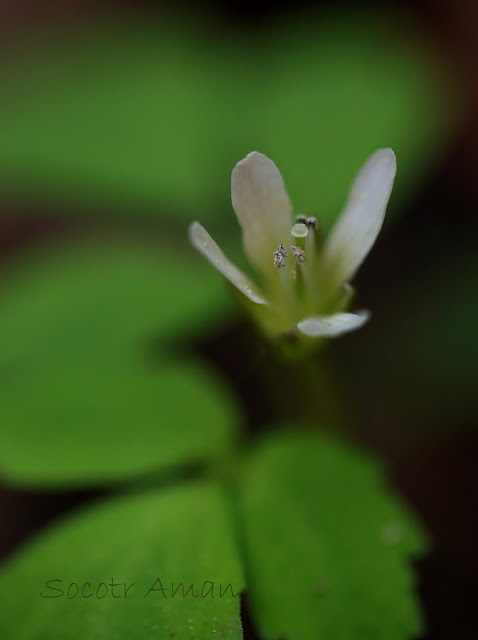 Cardamine anemonoides