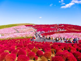 Most beautiful and best flower fields in the world