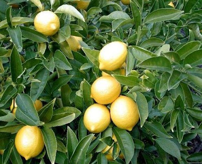 лимоны на ветке