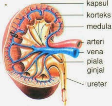 Struktur Ginjal