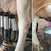 What Cow Milk Can Do For Men’s Energy